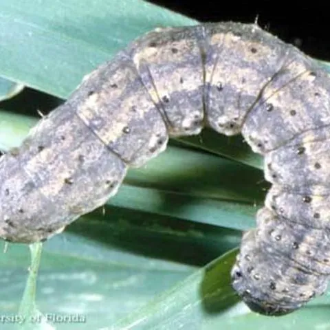 thumbnail for publication: Black Cutworm, Agrotis ipsilon (Hufnagel) (Insecta: Lepidoptera: Noctuidae)